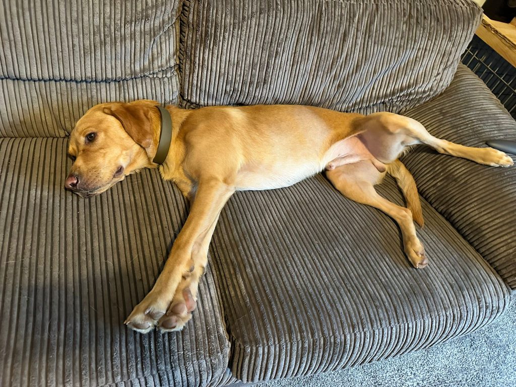 Dog on sofa