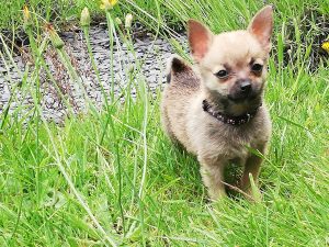 Puppy in the grass