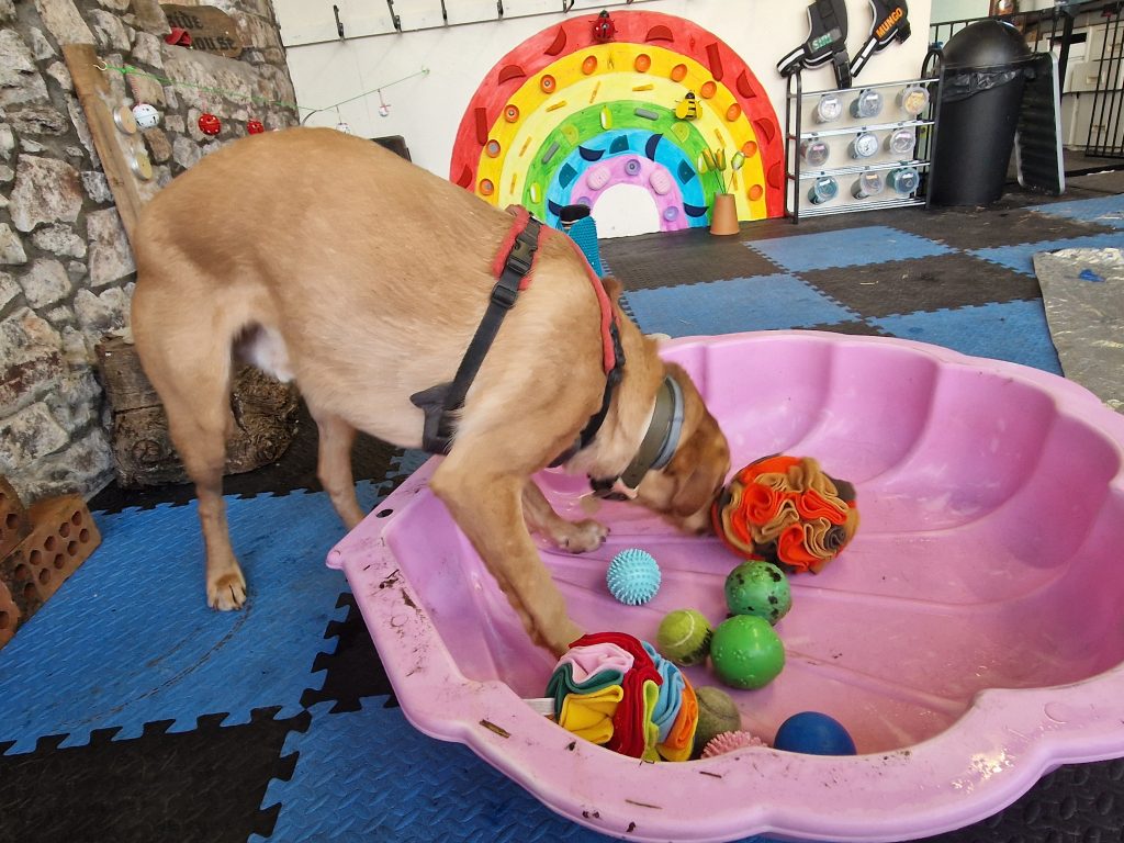 Canine enrichment